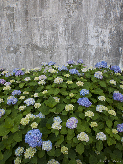 Hydrangeas