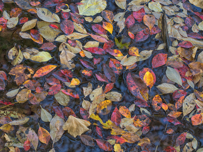 leaves in mud
