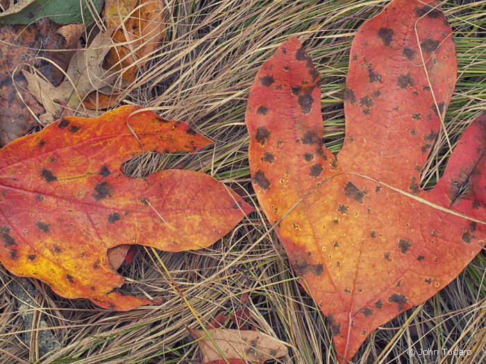 sassafras