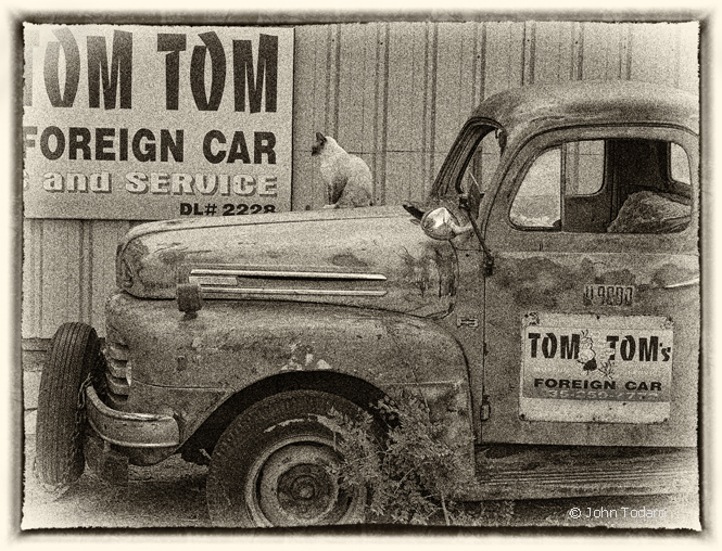 tom cat