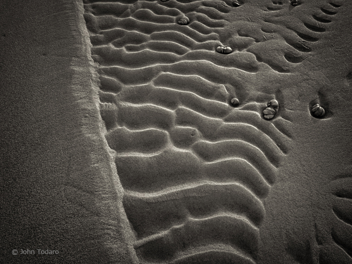 slipper shells in sepia