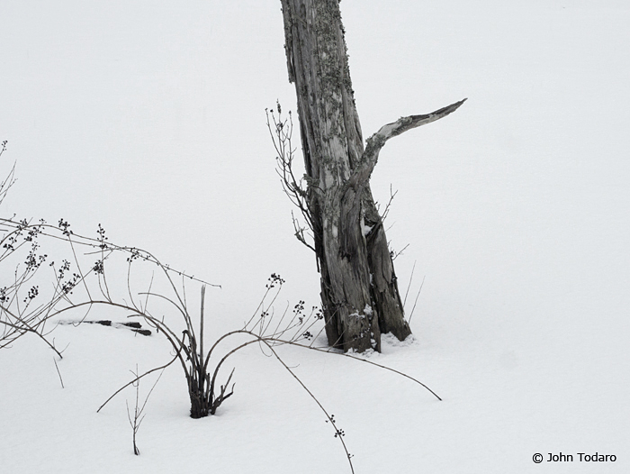 Pond Twigs with Cedar