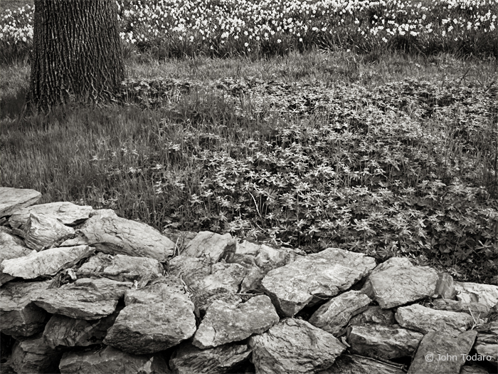 stone wall in april