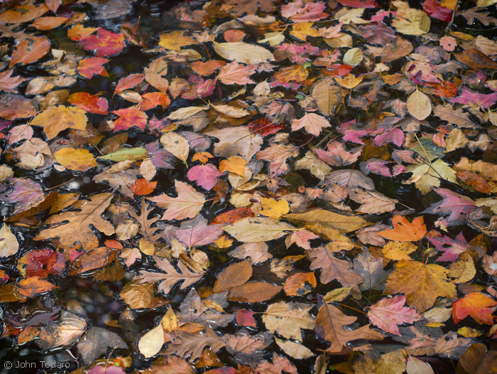 pond leaves