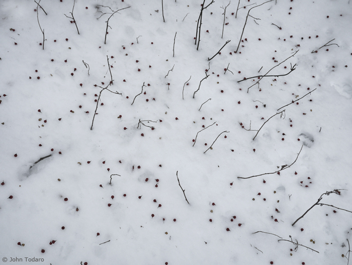 Snowberries