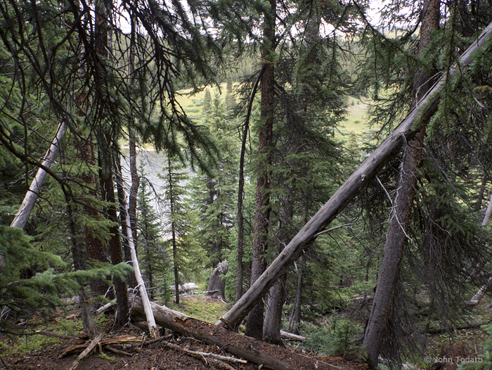 lake through the trees