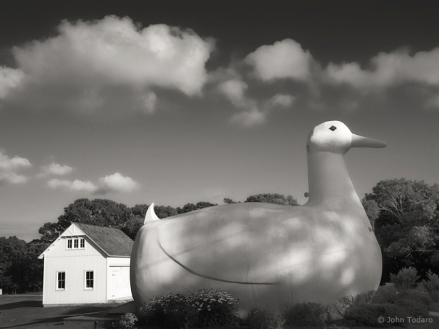 big-duck-monochrome31