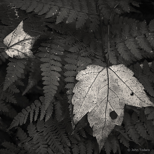 delicate decay