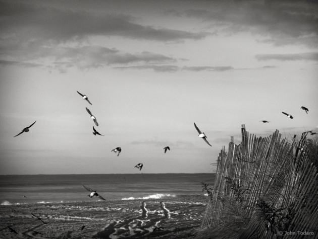 migration monochrome