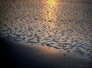sagaponack - ocean study 4
