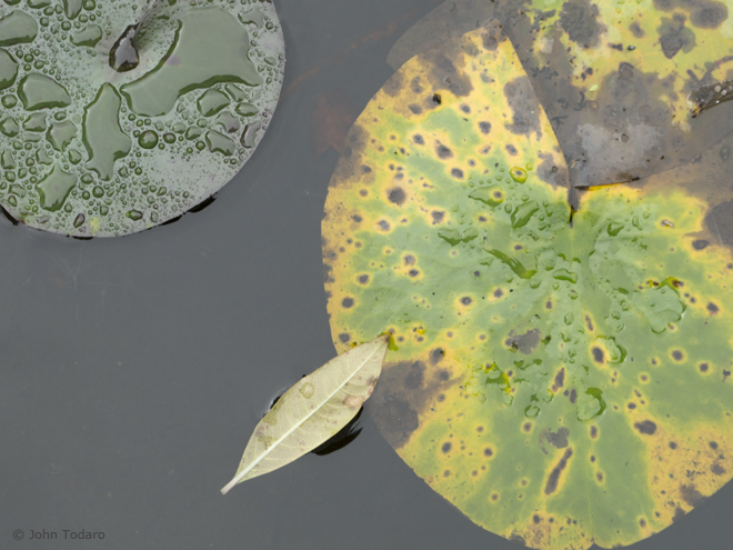 Cranberry Bog Detail III