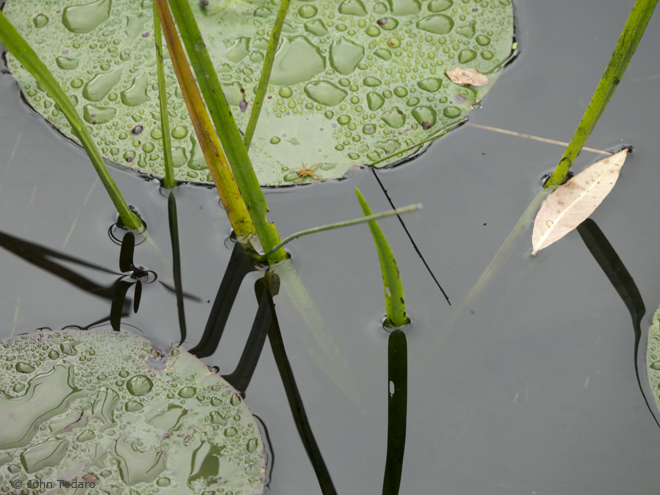 cranberry bog detail IV