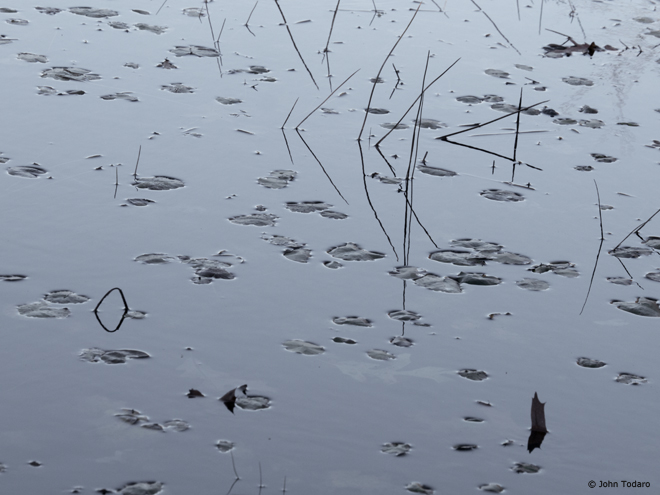 crooked pond shallows