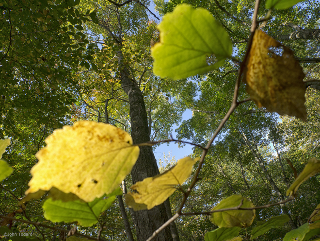 witch hazel, mulvihill preserve