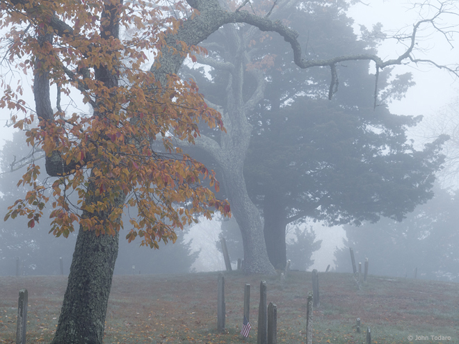 trees in fog - old burying ground