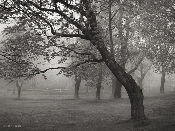 Bent Over Tree in May