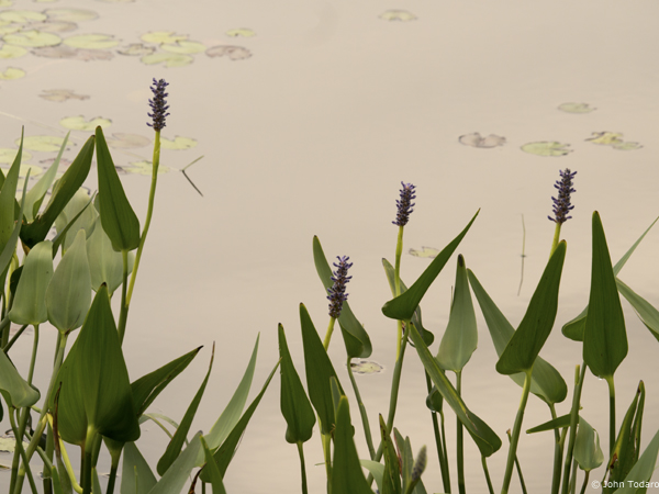 Pickerelweed