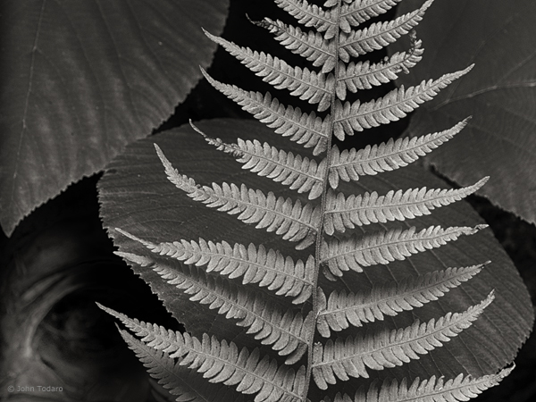 Fern and Witch Hobble