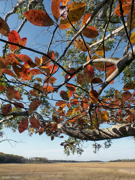 fall colors - Tupelo at Scallop Pond