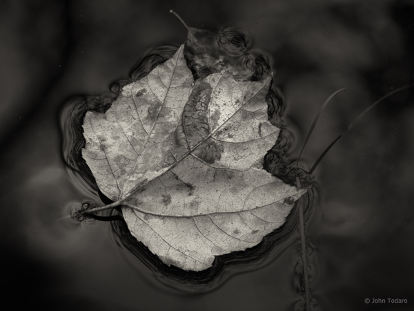 Leaf in Muddy Water