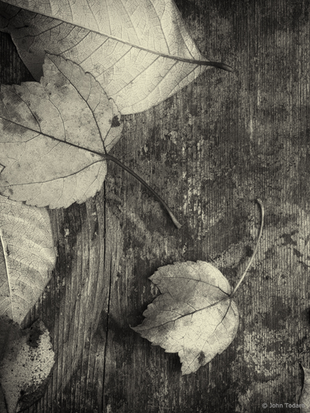 Leaves on a Boardwalk