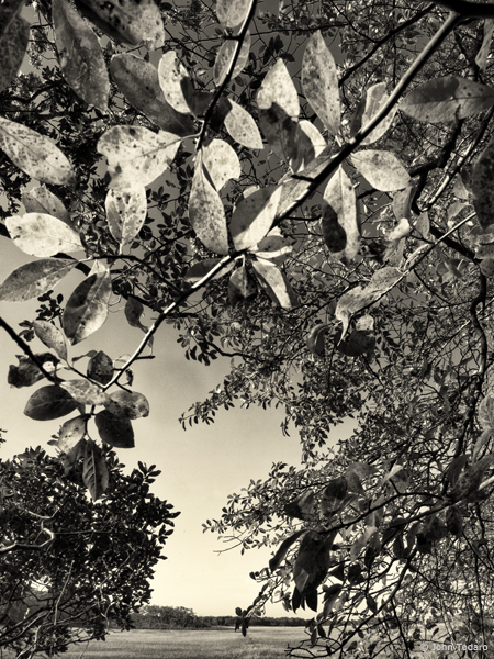 Tupelo at Scallop Pond