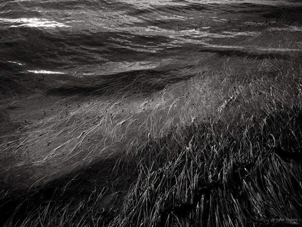 Tidal Grass