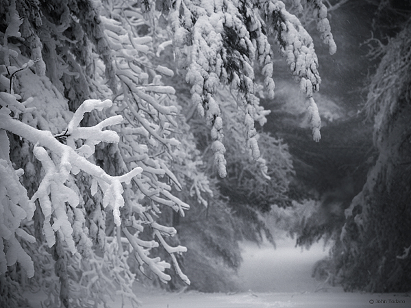 Pines Near Jason's Rock