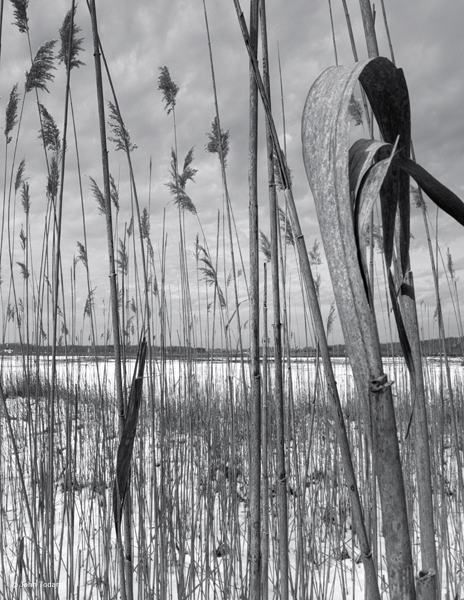 Salt Marsh Viewpoint, Scallop Pond