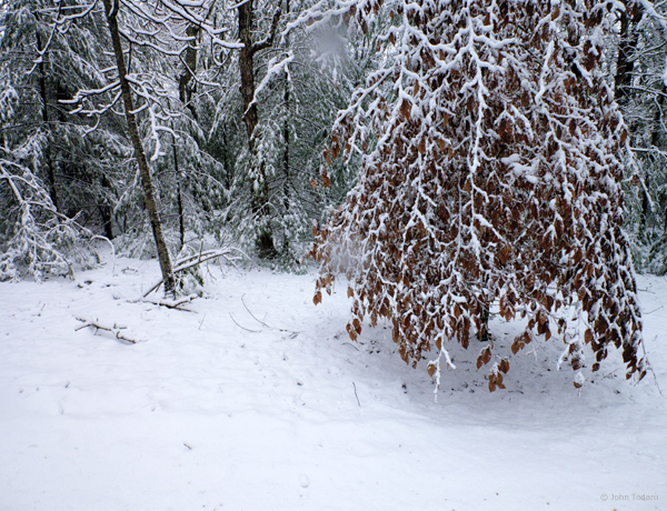 Beech in Blowing Snow