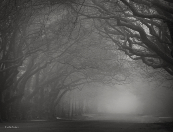 Road in Fog, Georgica