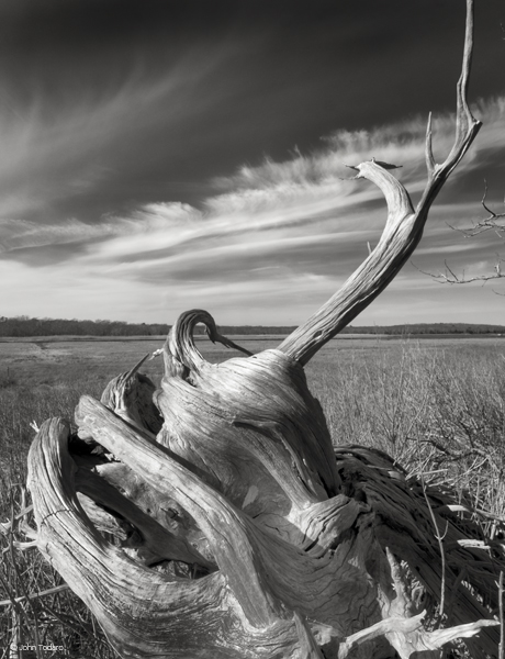 Cedar Snag, Northwest Creek