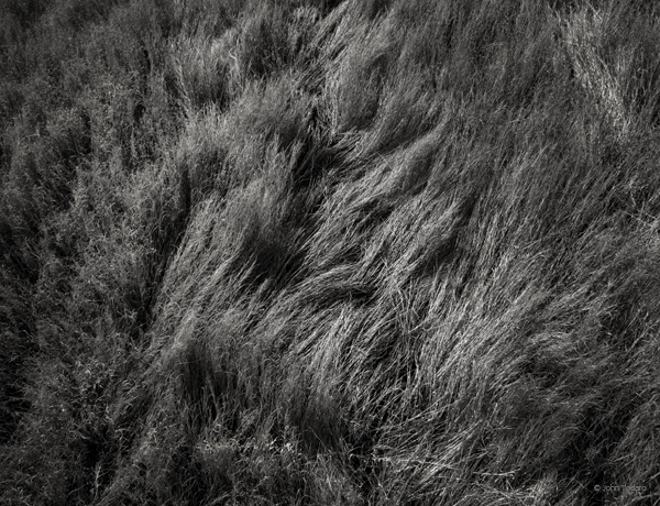 Marsh Light