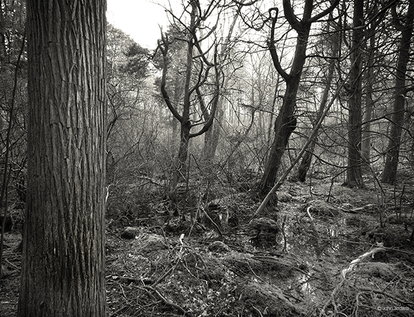 Atlantic White Cedar Swamp, Southampton