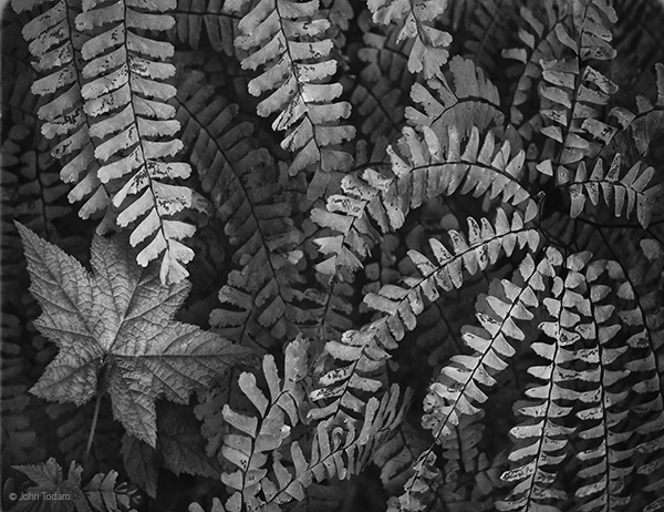 Dry Summer Ferns