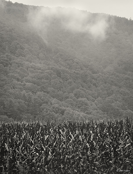 Cornfield•Rising Fog