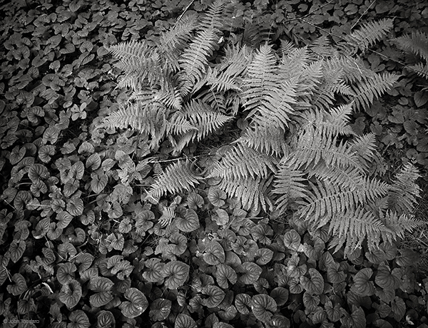 Ferns At Grass Pond