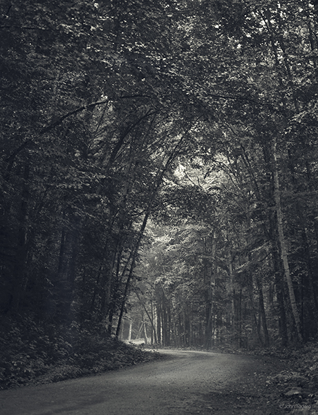Forest Road Near Brandon Gap