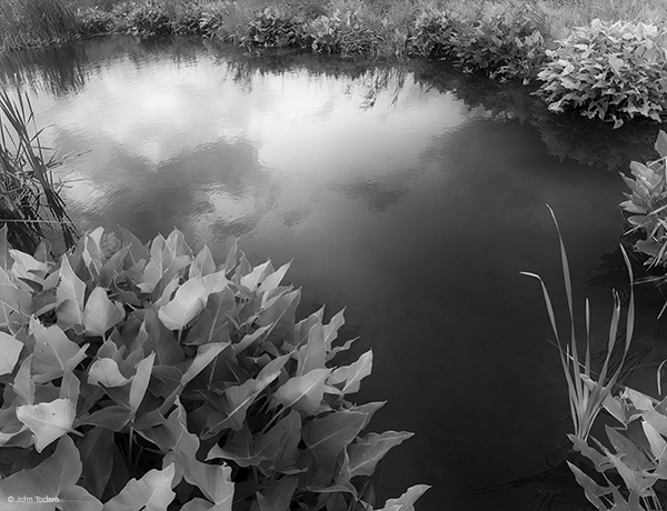 Pond and Pickerelweed