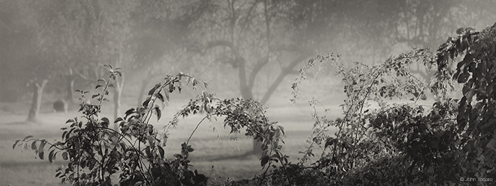 orchard-vines-quail-hill