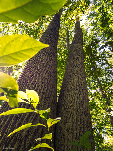 shu-swamp-old-growth-tulip-trees