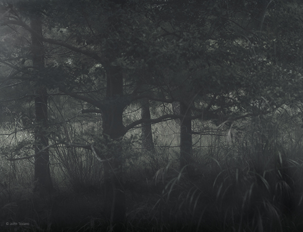 trees-near-jasons-rock