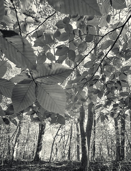 beech-leaves-in-sun