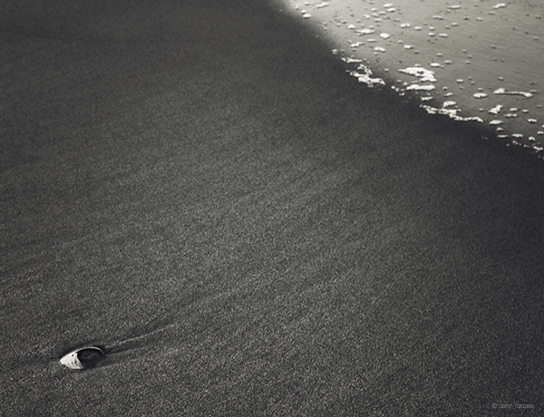 clam-at-tideline-monochrome