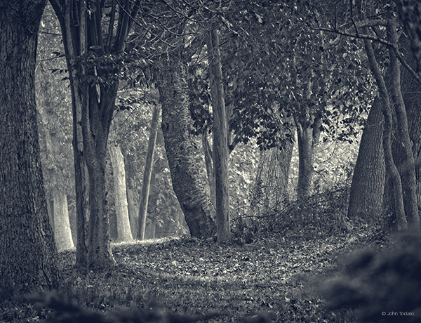 poles-among-the-trees