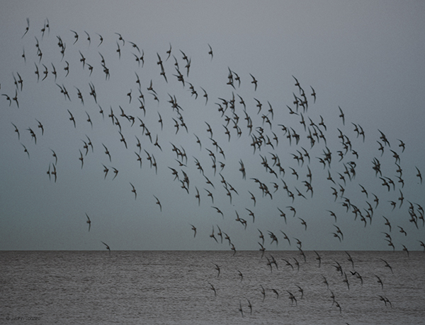 sanderlings