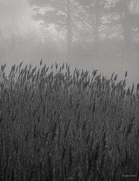 pitch-pines-quogue-wetlands