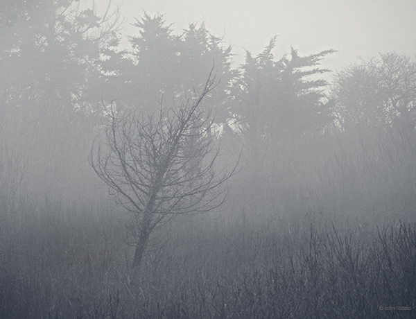 quogue-wetlands-fog
