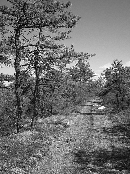 Pitch Pines and Final Snow Patch