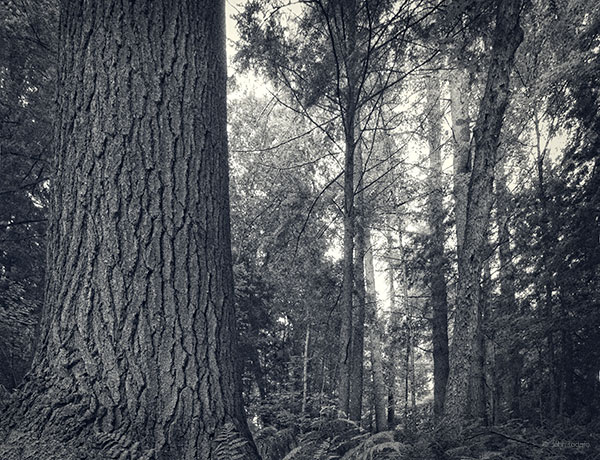 In The Shadows of Old Growth